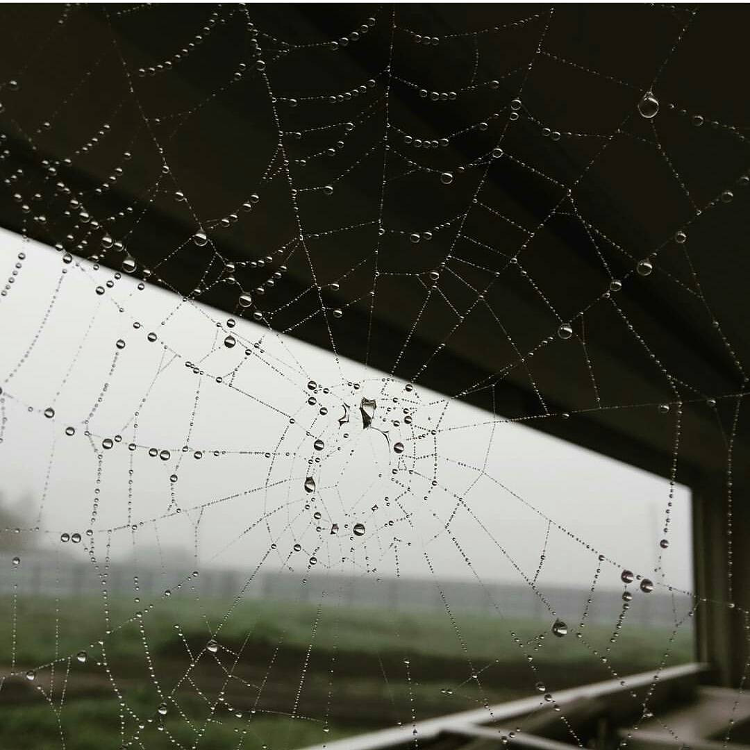 Инстаобзор АП: собака-модель, гибкие девушки и мистическая Тында