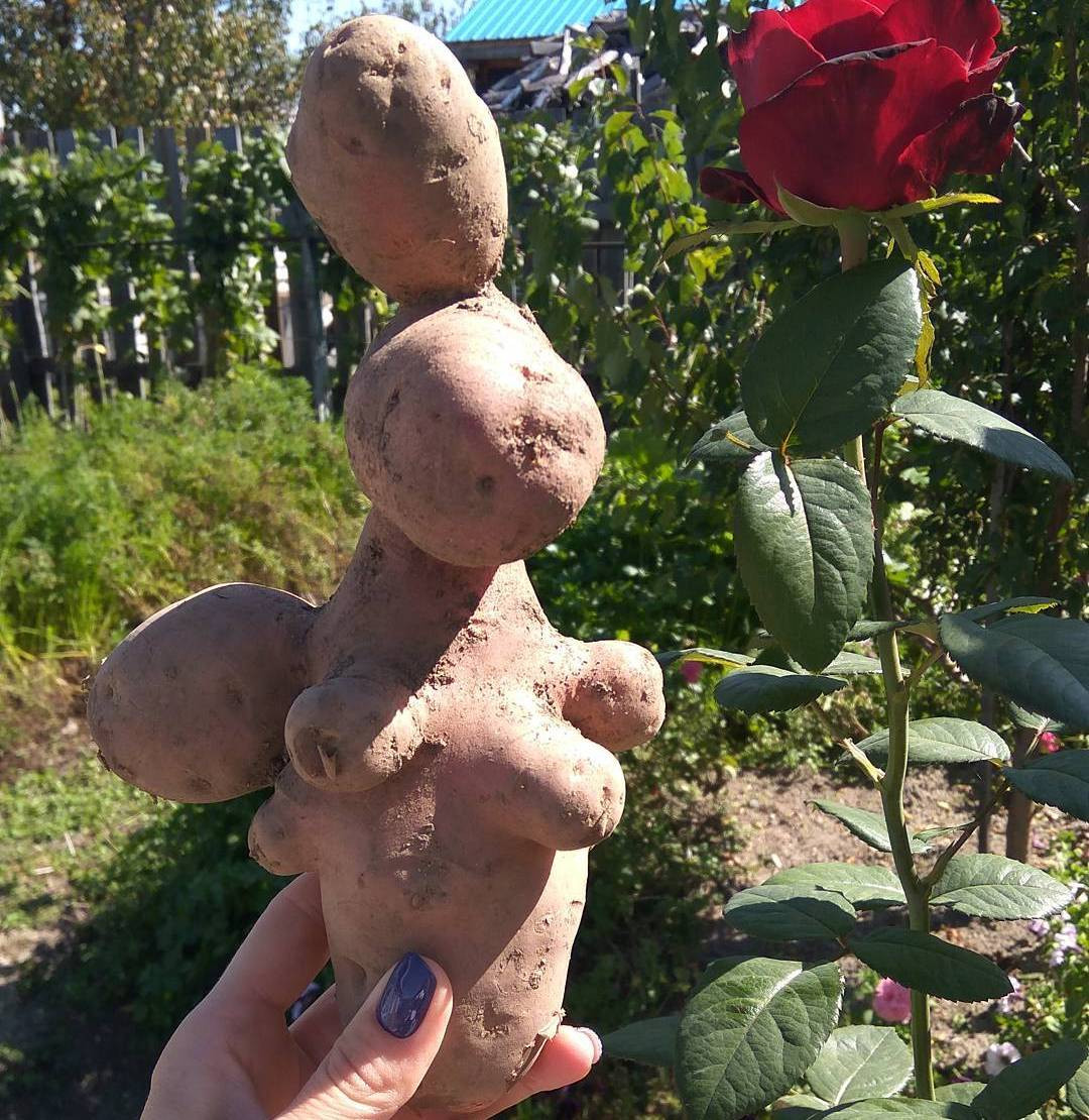 Инстаобзор АП: картошка-зайка, человек-лоза и урна в очках