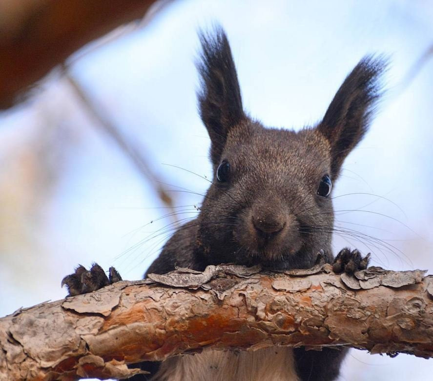 Инстаобзор АП: белки против кошек, дорога в пожар и Есенин в листьях