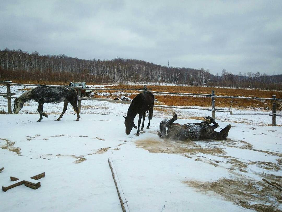 Белоснежный инстаобзор АП: предчувствие Нового года, пес в сапогах и снежная королева