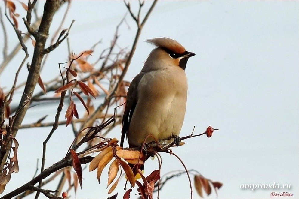 Читатели АП собирают фотоальбом Амурской области