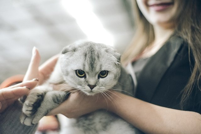 Игривые сомали и дружелюбные саванны: на выставку кошек в Благовещенске заявились 110 хвостатых