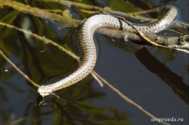 Читатели АП прислали на фотоконкурс метеорит, шашечницу Фебу и бабушек (фото)