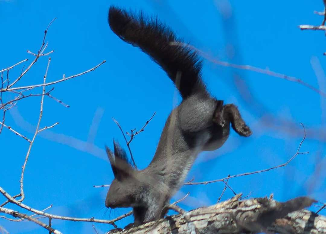 Инстаобзор АП: пицца для настоящего мужика и кот-яичница