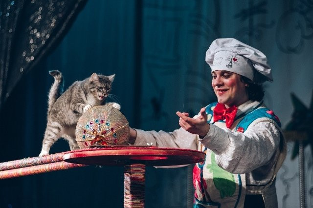 Рыжие, усатые и полосатые артисты: благовещенцев покорили коты Куклачева