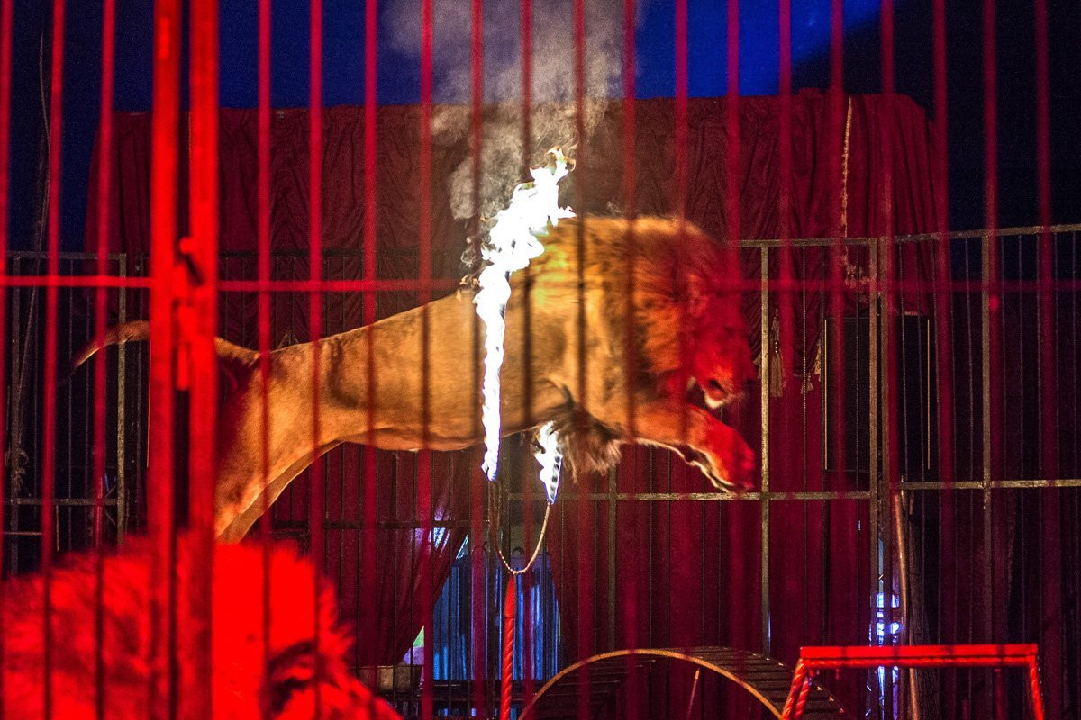 «Хищник может наброситься на манеже»:дрессировщик львов о закулисье цирка и жизни артиста-гастролера