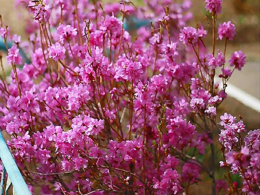 Медведь вышел к людям, новый трюк гиревика и инопланетяне в Благовещенске: дайджест соцсетей № 4