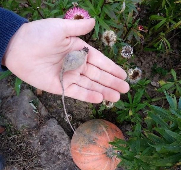 Микроскопический урожай, солнечный арбуз и кабачковое раздолье: садово-огородный фоторепортаж