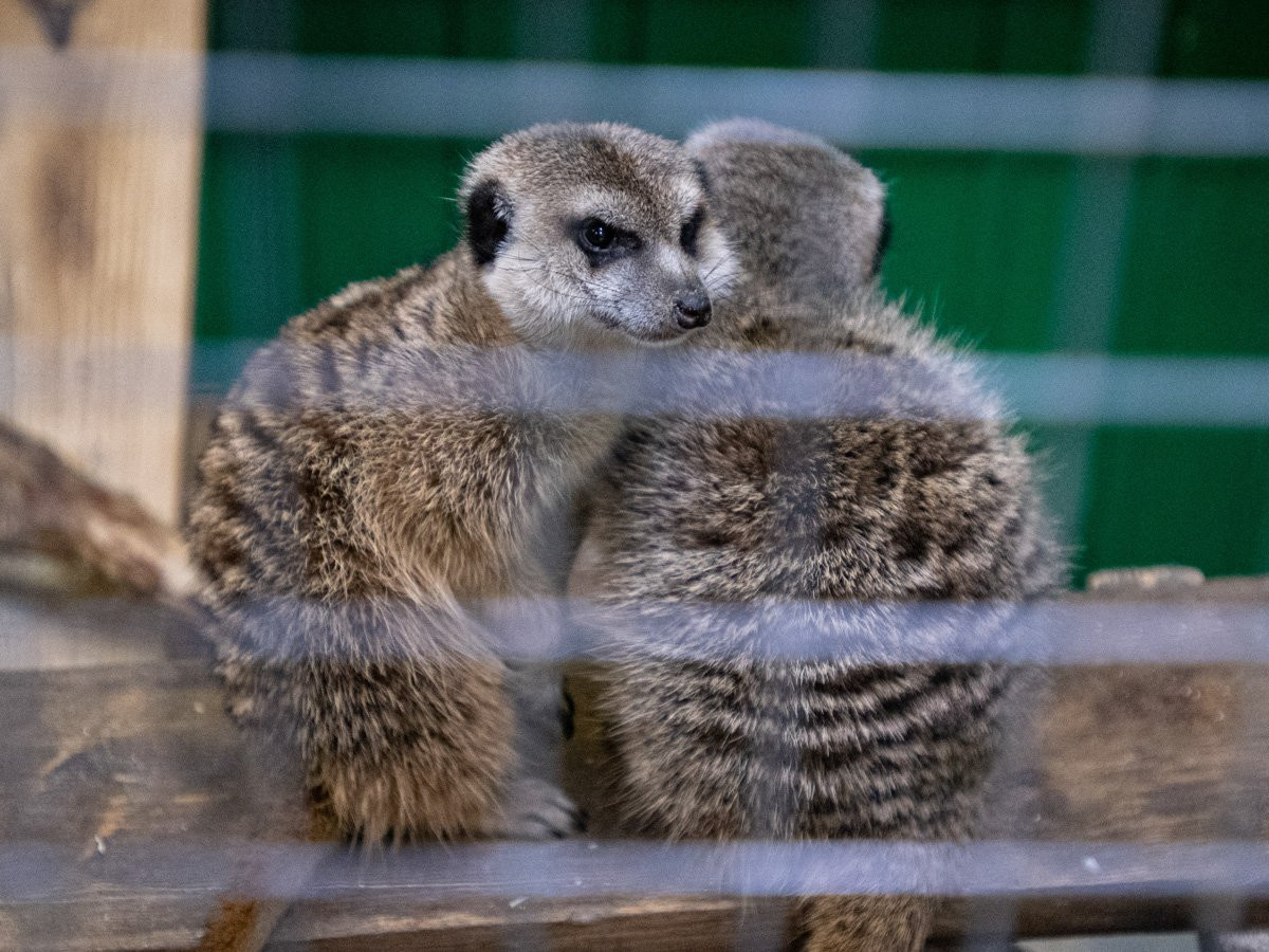 Голодные лапушки: читатели АП накормили животных из благовещенского зоопарка (фоторепортаж)