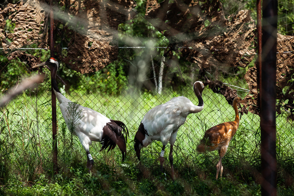 Журавлят уводят в небо: как сотрудники Хинганского заповедника учат летать краснокнижных птиц