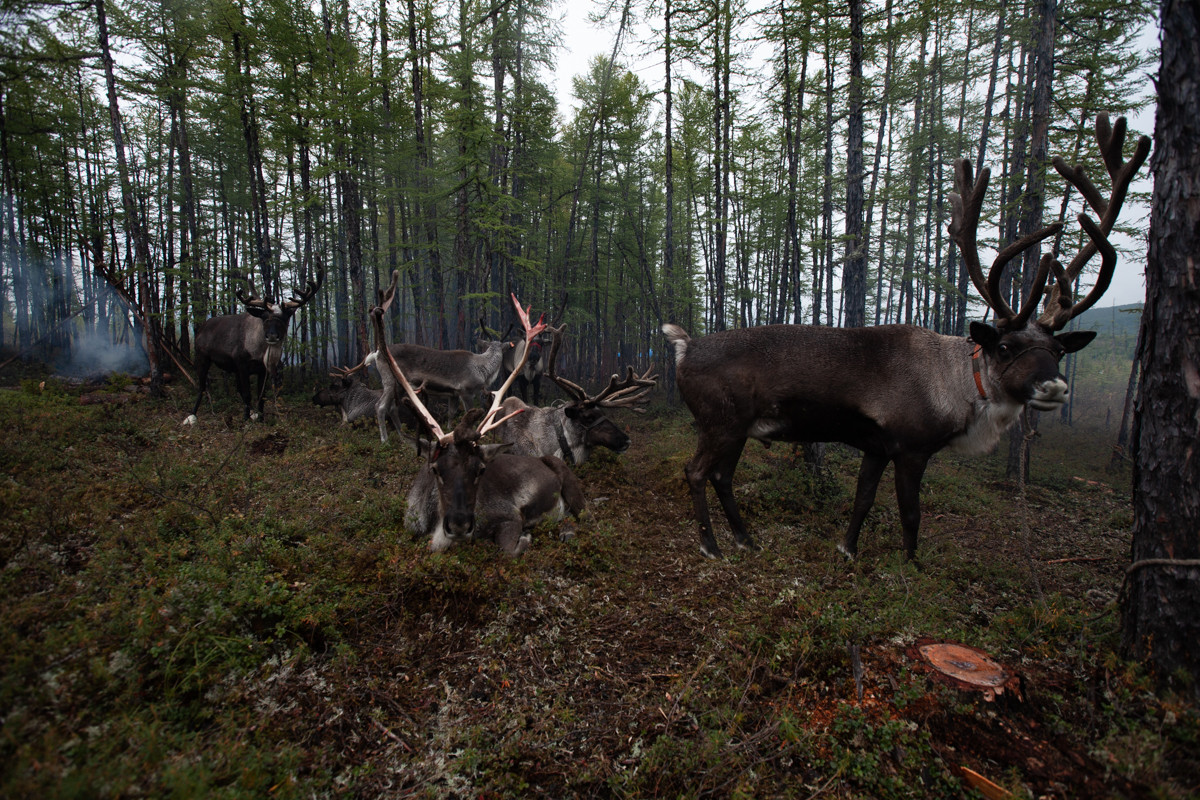 Туры в исчезающую цивилизацию: северная Усть-Уркима покажет туристам жизнь эвенков и стада оленей