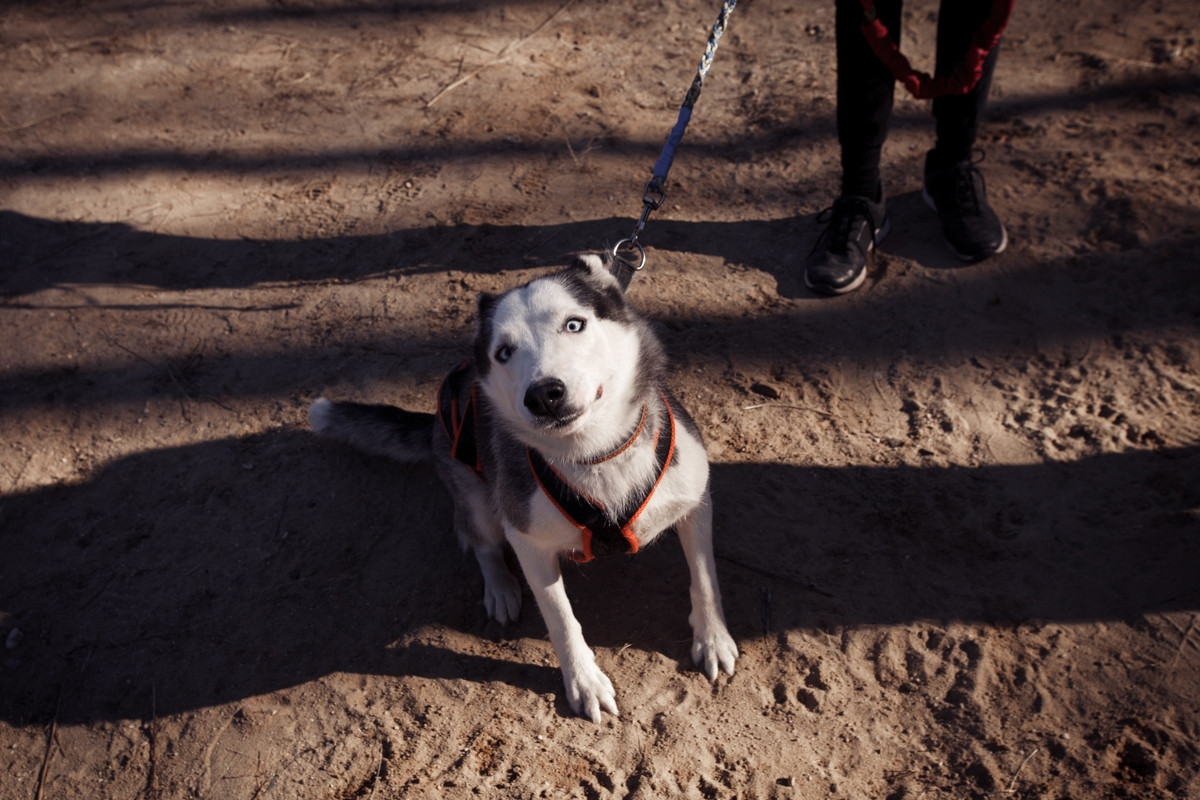 Собачья радость: под Благовещенском бегали хаски, овчарки и маламуты
