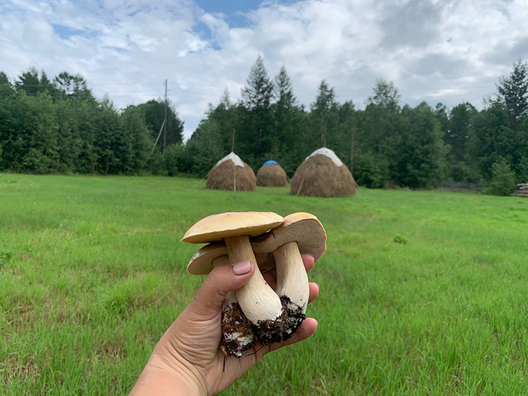 Амурчане собирают грибы-гиганты: таежный фоторепортаж главреда АП с «тихой охоты» в Зейском районе