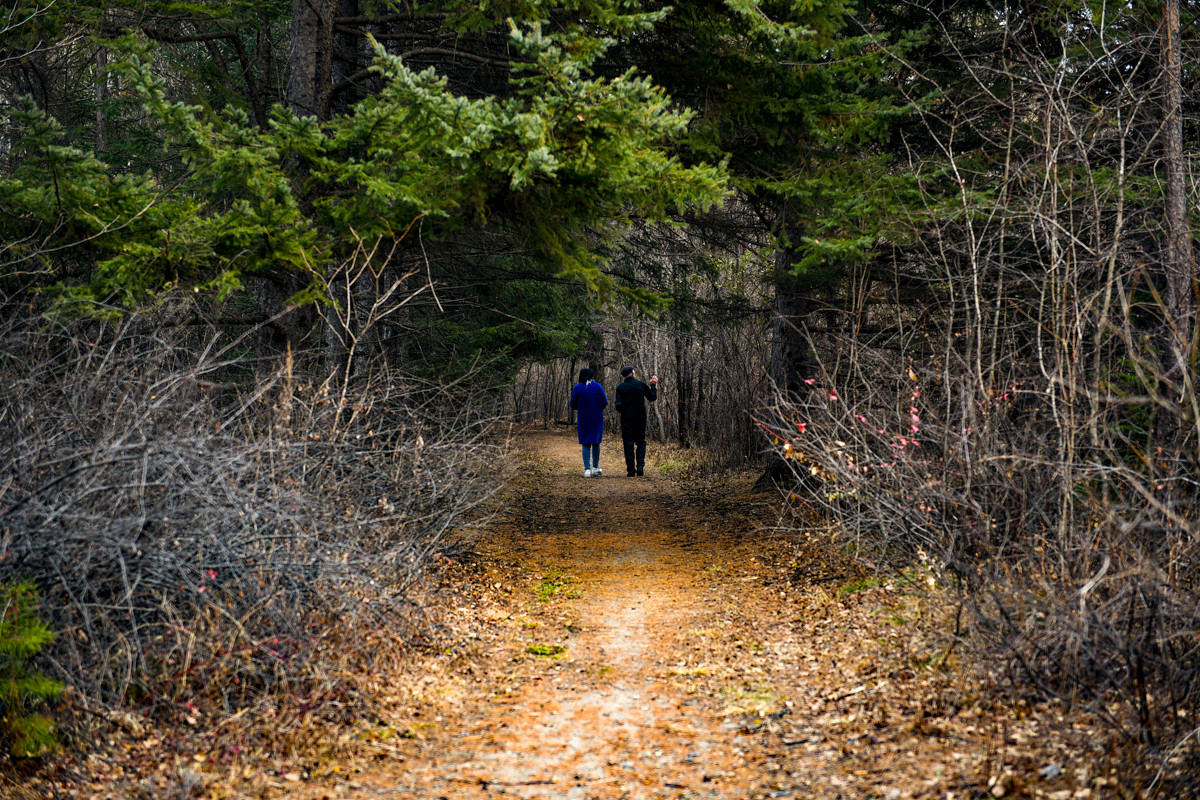 Когда деревья были маленькими: под Свободным планируют вдохнуть жизнь в забытый дендрарий