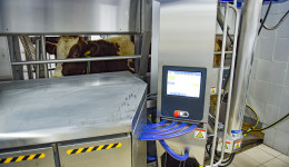 Доярка на пульте: коров на молочной ферме в Благовещенском районе будут обслуживать роботы