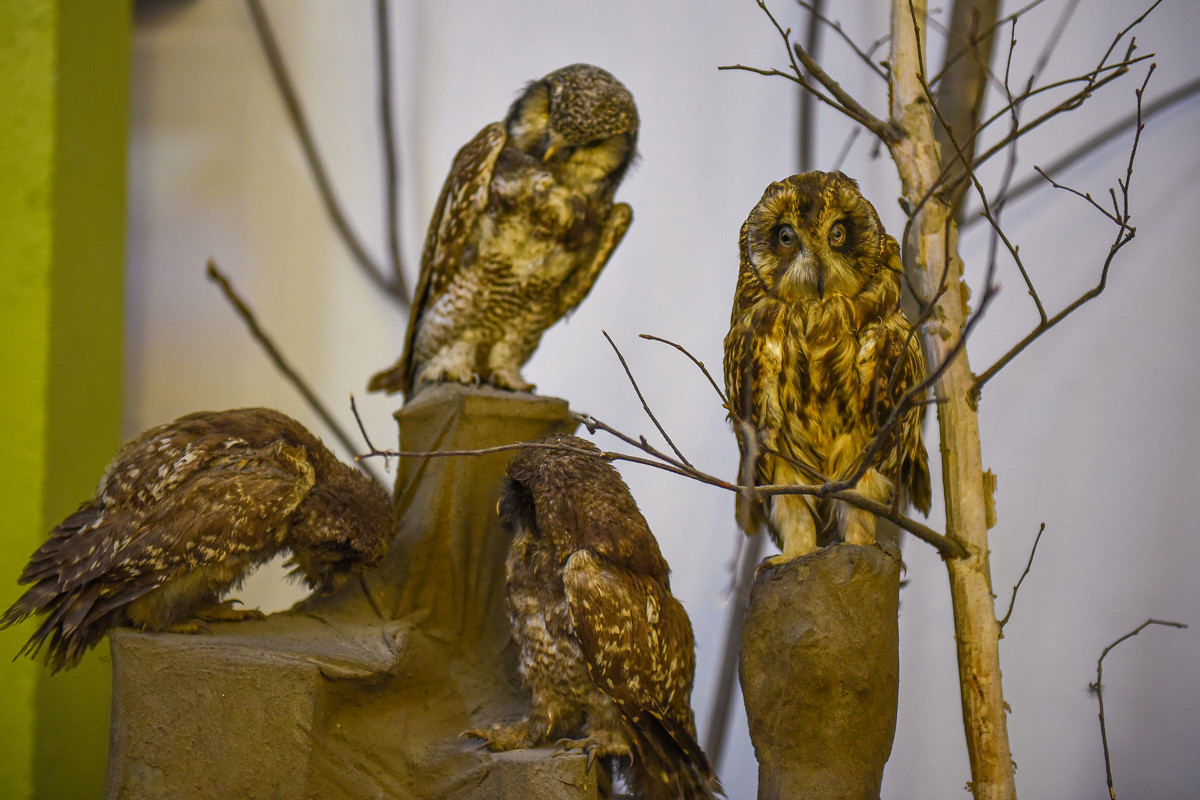 Почему тигра разобрали на части: истории хищников, ставших чучелами амурского музея