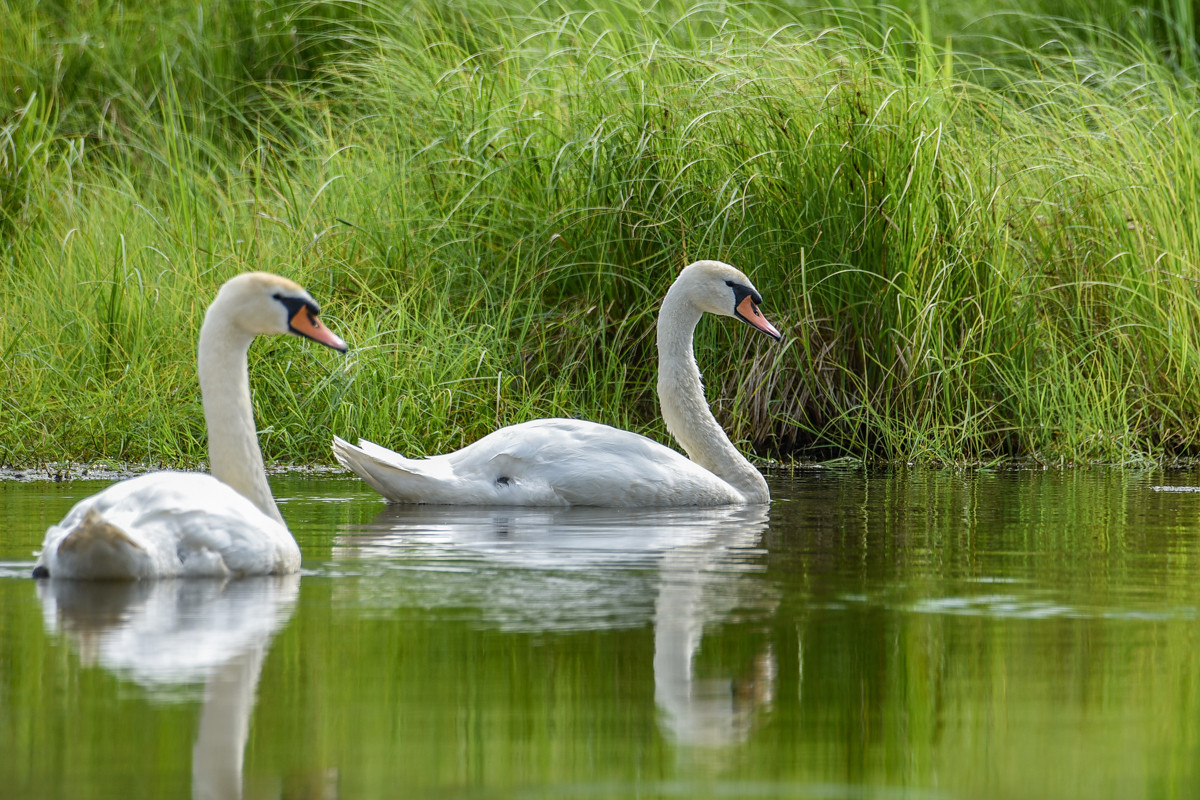 У лебединого озера в Ивановке планируют разбить экопарк: АП узнала, каким он будет