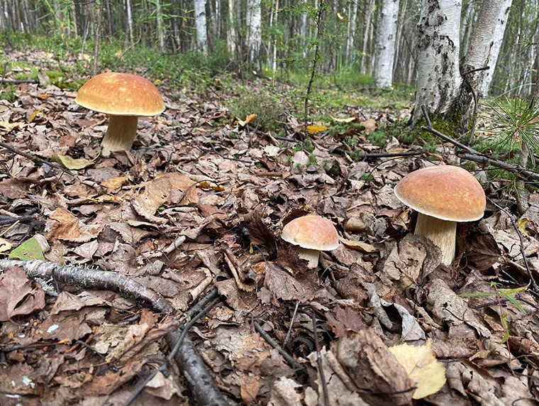 Амурский север дождался грибов: фоторепортаж с тихой охоты на берегах Зейского водохранилища