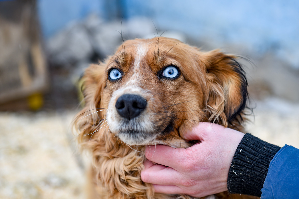 Выбери меня: голубоглазая Айза, хаски Тая, кошка Мия и другие спасенные питомцы ищут дом
