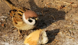 Почему воробьи покидают Благовещенск: амурский орнитолог назвал главную причину