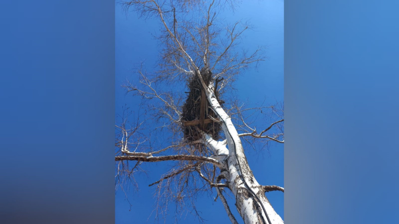 В Амурскую область прилетел первый аист с GPS-передатчиком