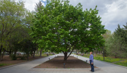 Зачем тополю паспорт: в Благовещенске появилась концепция комплексного озеленения города