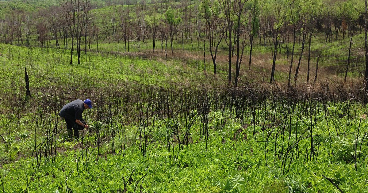 человек собирает папоротник в лесу