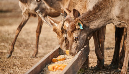 В Грибском поселились маралы: в окрестностях амурского села будут жить три вида оленей, яки и зубры