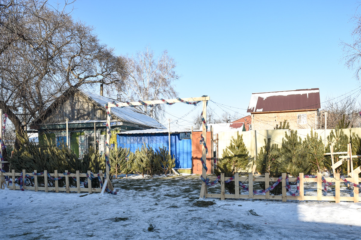 В поисках новогодней сосны: репортаж журналиста «Амурской правды» с елочных базаров Благовещенска