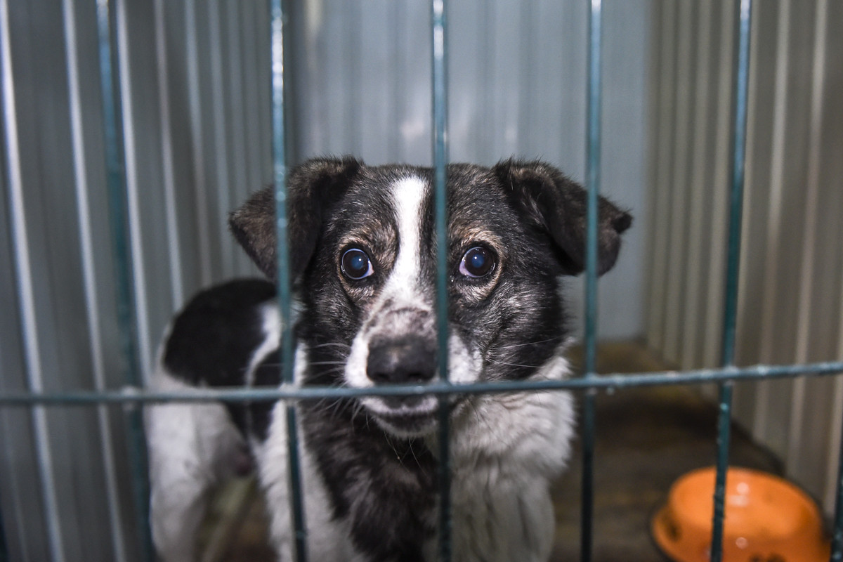 Кто построил «Теплый дом»: в Лермонтовке открылся обновленный приют для бездомных собак