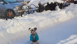 Амурские депутаты утвердили штрафы для безответственных владельцев животных