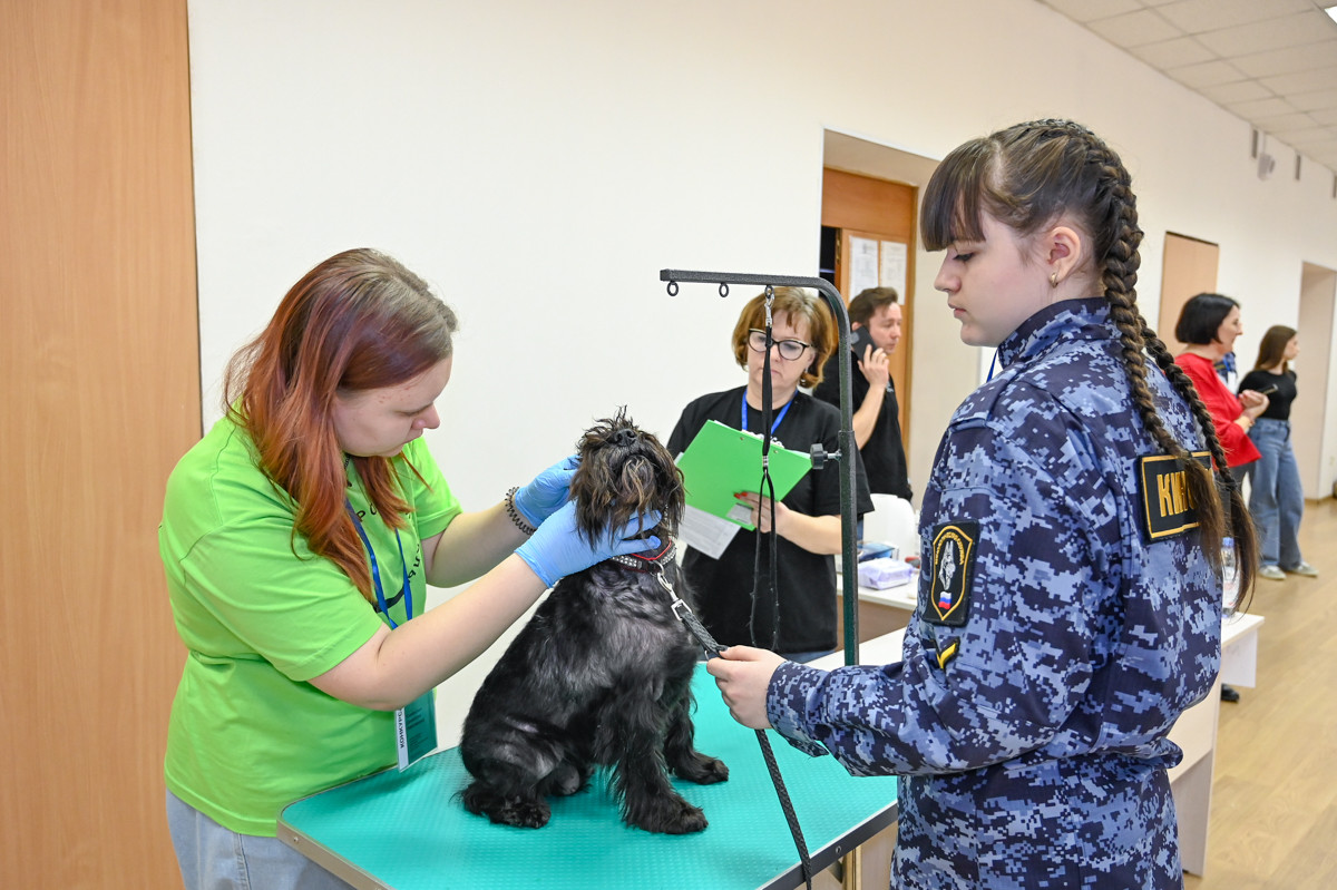 Чистят копыта и ищут крахмал: как проходят соревнования будущих кинологов и ветеринаров в Приамурье