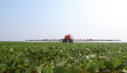 Снимите с сои корону: почему амурским аграриям пора задуматься о новых культурах