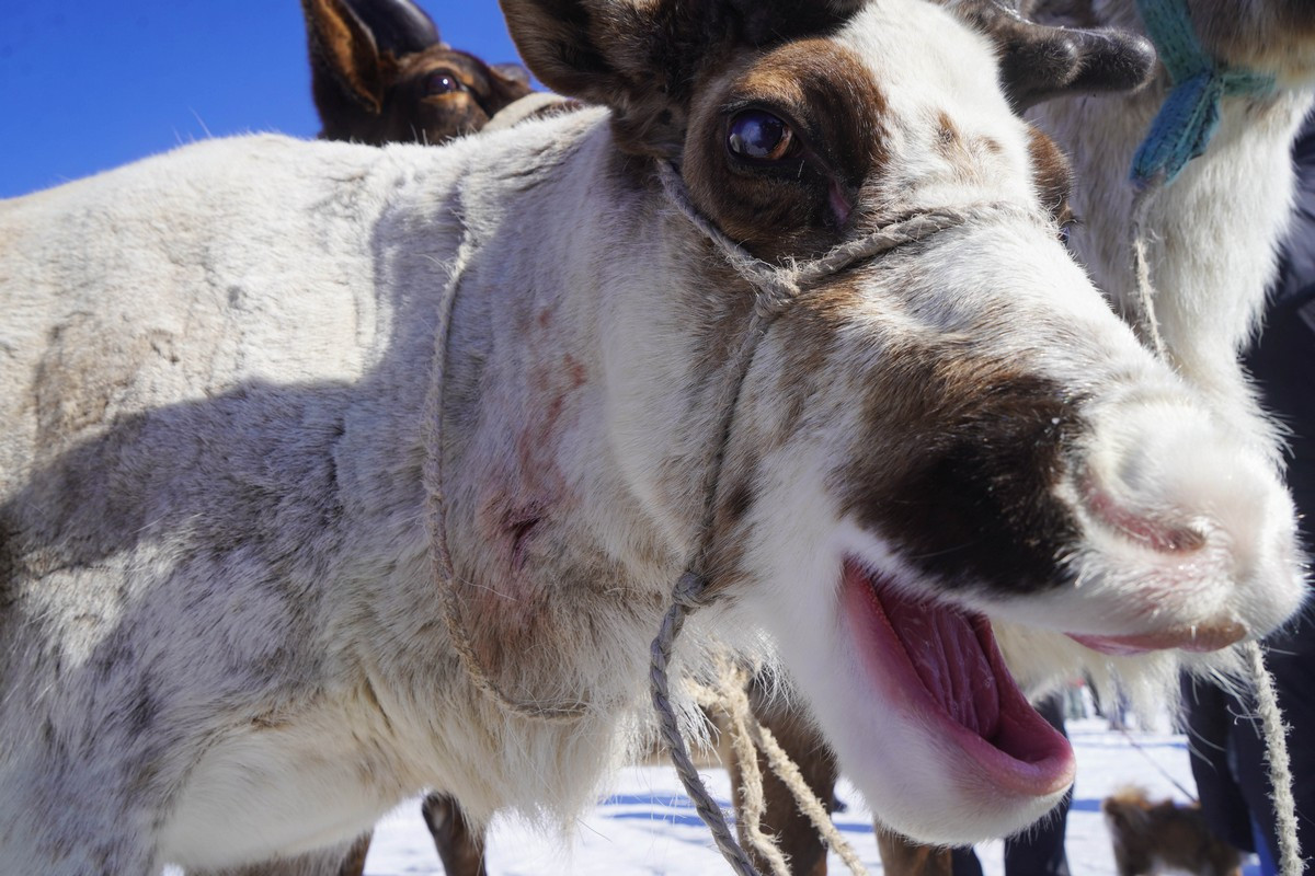 Как северная Усть-Уркима отпраздновала День оленевода и чем привлекает туристов