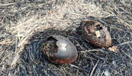 «Птицы не успеют до зимы вырастить новое потомство»: история волонтера горевшего Муравьевского парка