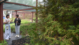 Туевая мечта: почему в Приамурье не приживаются популярные хвойники