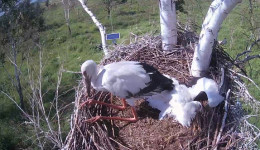 В гнезде Амура и Зеи в Березовском заказнике остался один живой птенец