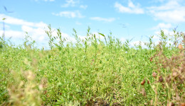 Лён вместо пшеницы, чечевица взамен сои: почему амурские аграрии идут на эксперименты