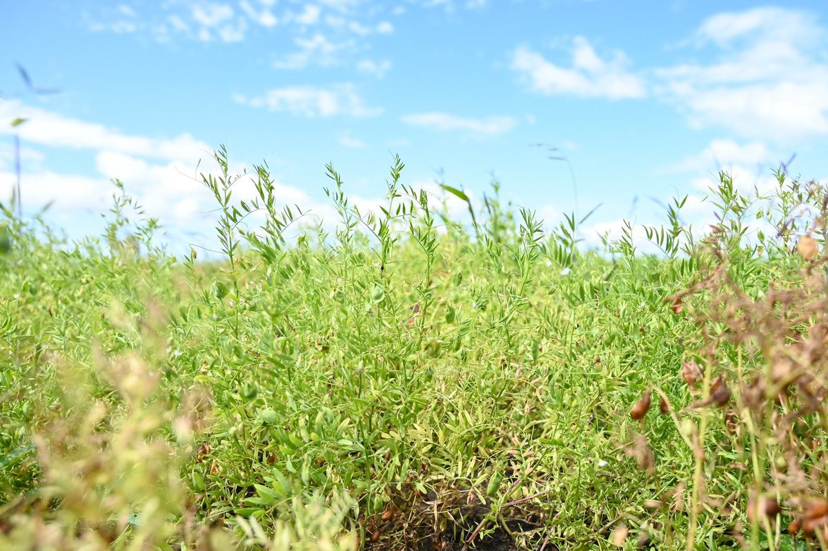 Лён вместо пшеницы, чечевица взамен сои: почему амурские аграрии идут на эксперименты