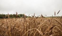 Нехватка сырья, просроченные сертификаты и брак зерна: топ-6 причин для проверок амурского бизнеса