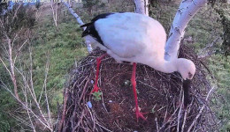 Аисты выкидывали птенцов из гнезд неслучайно: орнитологи заметили закономерности в поведении птиц
