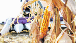 Чем кукуруза поможет амурским фермерам: эксперты показали рынки сбыта и проблемы реализации зерна