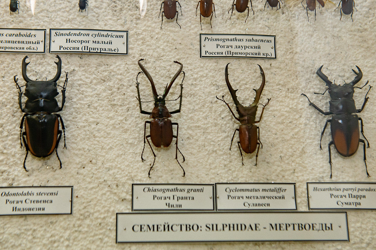 Жук-скакун и могильщик Сатана: кого можно встретить в зоологическом музее БГПУ
