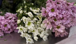 В Приамурье не пустили 50 тысяч срезов зараженных хризантем и эустом