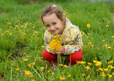 Одуванчики для мамы.