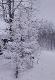 Красивая елочка