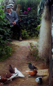 Любовь и голуби