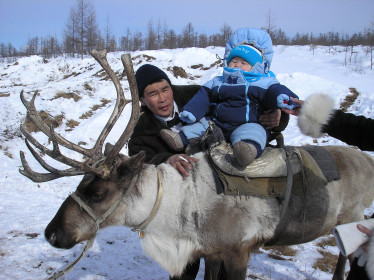 А олени лучше!