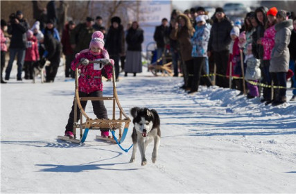 Мой друг Сибирский Хаски