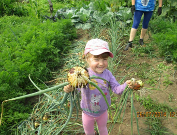 "Чипполлино" и Мария